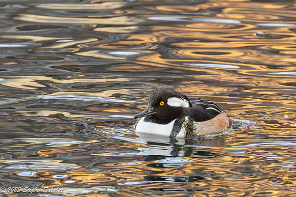 Wilde Lake 23January2025-13
