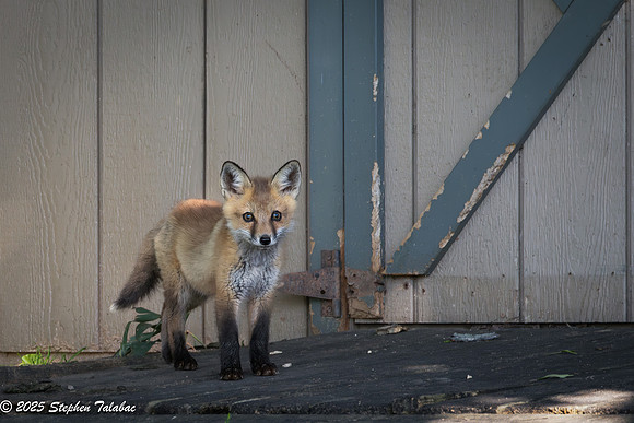 Fox Kit Portraits-32