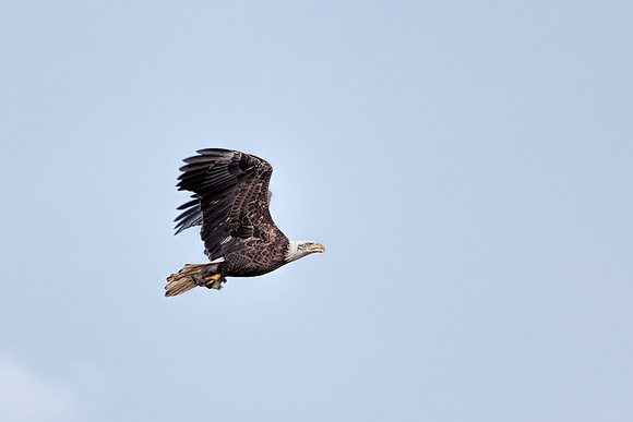 20131019 [C] Conowingo MD Dam 079-Edit