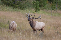 Elk, RMPN, "Rocky Mountain National Park, rut, bull, "Horseshoe Park", "West Horseshoe Park", Colorado, antlers, autumn, fall, calf, cow, wildllife