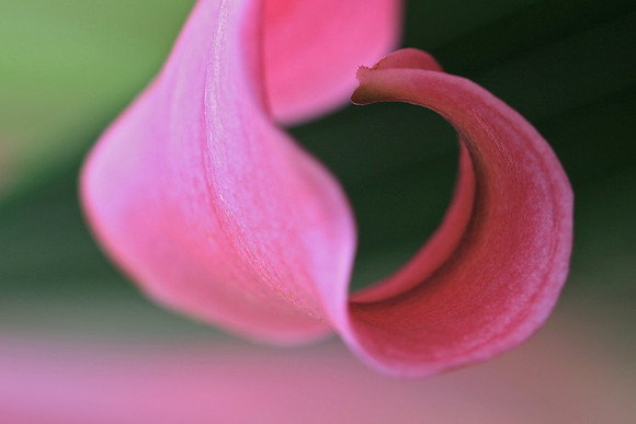 Lily petal curve #1