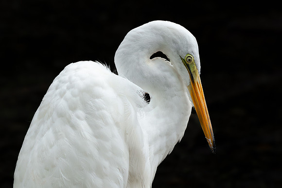 Great Egret - 19August2024-6