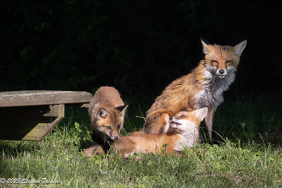Fox Kit Portraits-28
