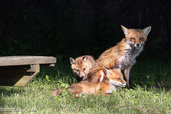 Fox Kit Portraits-27