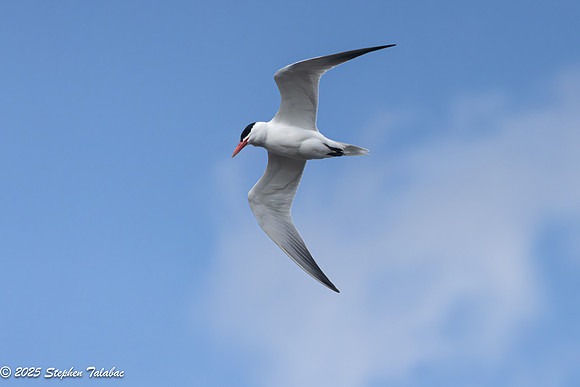 Wilde Lake Birds-in-Flight-4