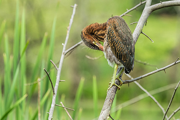 "little green heron", heron, wildlife, pond, Clarksville, Maryland, bird