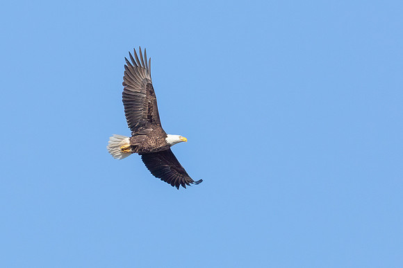 Cambridge & Blackwater NWR II-12 Bald Eagle (mature)