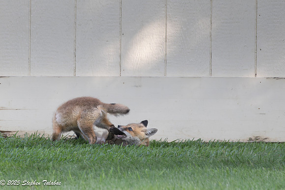 Fox Kit Portraits-50