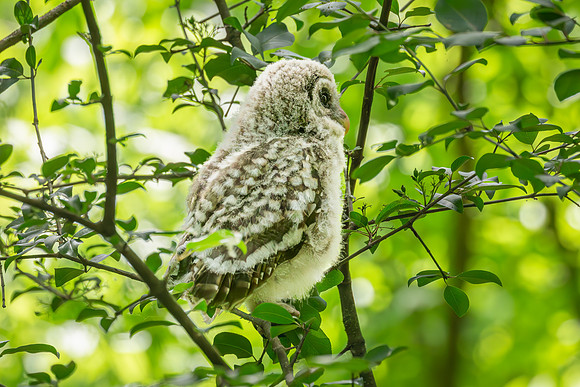 Barred Owls 23May2024-7
