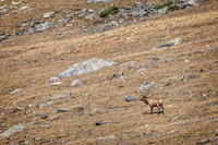 Elk, RMPN, "Rocky Mountain National Park, rut, bull, "Horseshoe Park", "West Horseshoe Park", Colorado, antlers, autumn, fall, calf, cow, wildllife