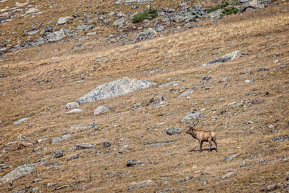 Elk, RMPN, "Rocky Mountain National Park, rut, bull, "Horseshoe Park", "West Horseshoe Park", Colorado, antlers, autumn, fall, calf, cow, wildllife