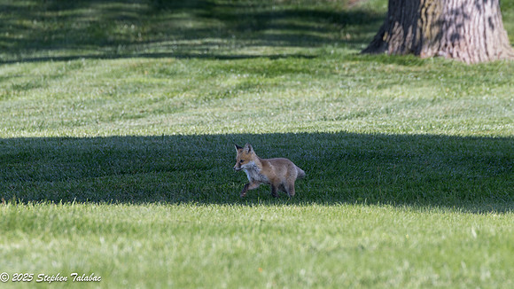 Fox Kit Portraits-35