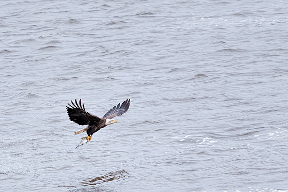 20131019 [C] Conowingo MD Dam 060-Edit