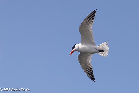Wilde Lake Birds-in-Flight-17