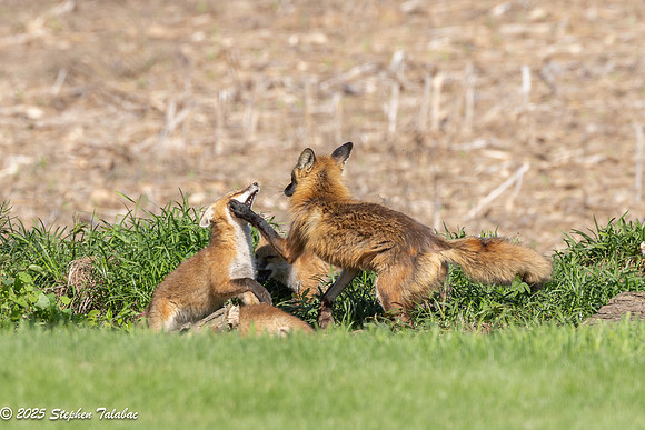 Fox Kit Portraits-59