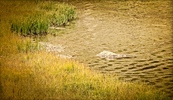 Colorado, mountain, lake, RMNP, "Rocky Mountain National Park", "Lake Granby", Grand Lake", "Trail Ridge Road", fall, aspen, trees, rugged, moose, "national park", Rockies, "Rocky Mountains", "Estes P