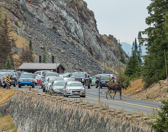 Colorado, mountain, lake, RMNP, "Rocky Mountain National Park", "Lake Granby", Grand Lake", "Trail Ridge Road", fall, aspen, trees, rugged, moose, "national park", Rockies, "Rocky Mountains", "Estes P