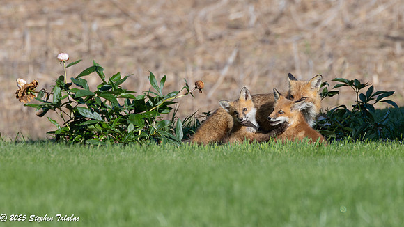 Fox Kit Portraits-38