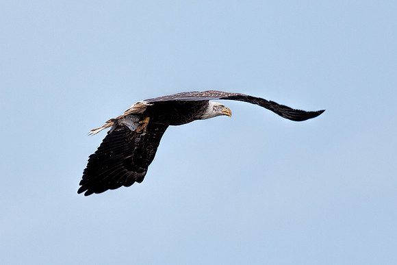 20131019 [C] Conowingo MD Dam 078-Edit
