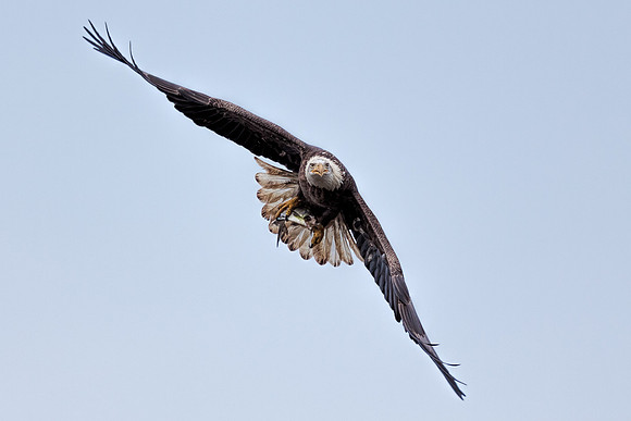 20131019 [C] Conowingo MD Dam 072-Edit