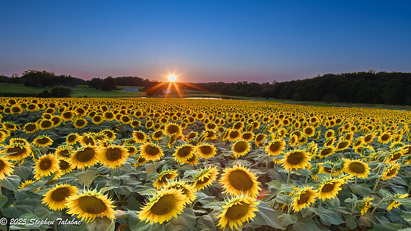 Sunflowers at Sunset-1