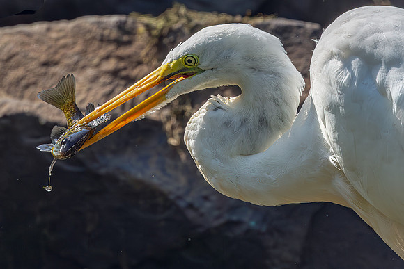 Great Egret Portraits II-19
