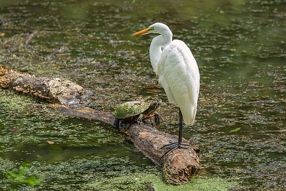 Great Egret - 19August2024-2