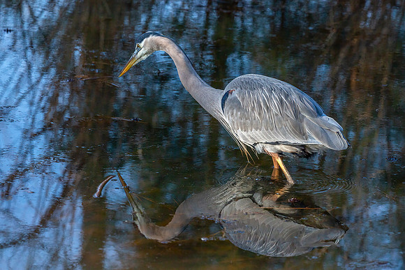 Cambridge & Blackwater NWR II-15 Great Blue Heron
