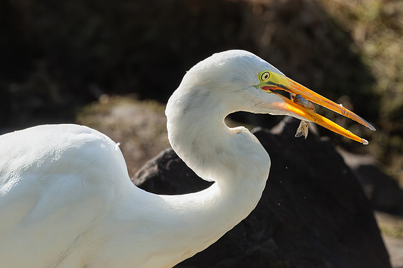 Great Egret Portraits II-15