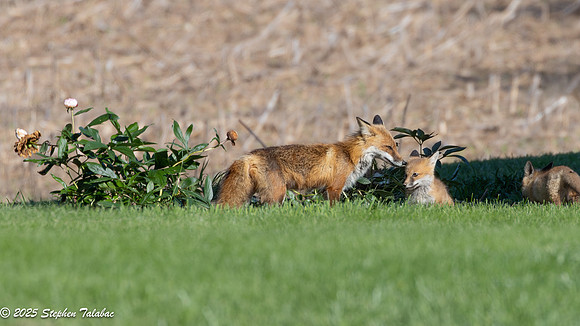 Fox Kit Portraits-36