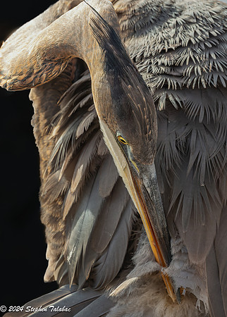 Great Blue Heron Portraits-10