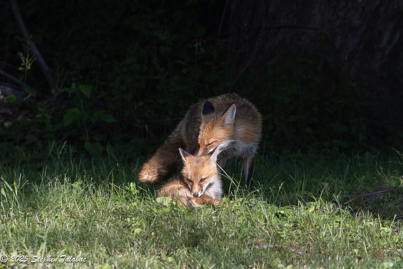 Fox Kit Portraits-5