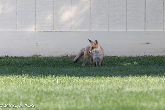 Fox Kit Portraits-48