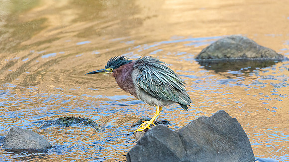 Green Heron in Golden Light-9