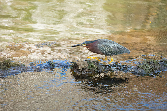 Green Heron in Golden Light-12