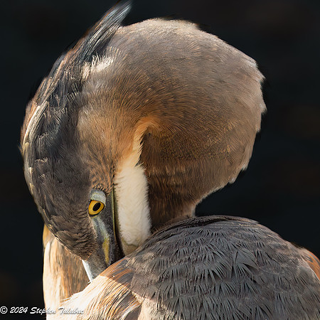 Great Blue Heron Portraits-9