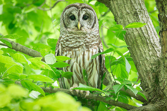 Barred Owls 23May2024-11