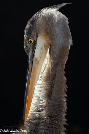 Great Blue Heron Portraits-16