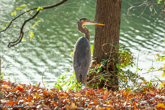 Great Blue Heron Portraits-1