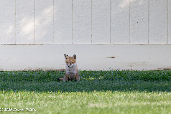 Fox Kit Portraits-47