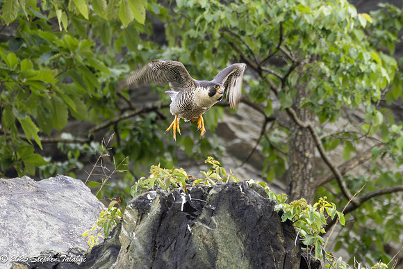 Point of Rocks Peregrine Falcons-21