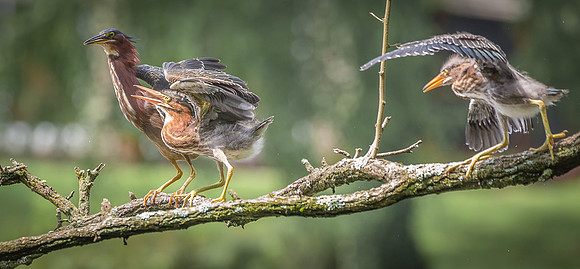 Juvenile Green Heron Portraits III-8