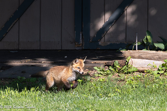 Fox Kit Portraits-7