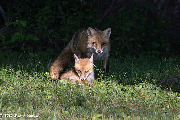 Fox Kit Portraits-6