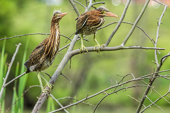 "little green heron", heron, wildlife, pond, Clarksville, Maryland, bird