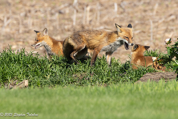 Fox Kit Portraits-73
