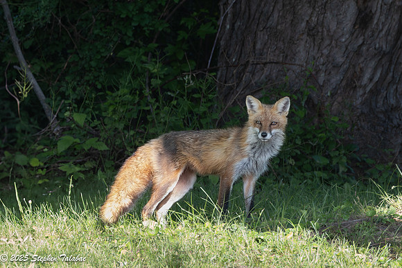 Fox Kit Portraits-4
