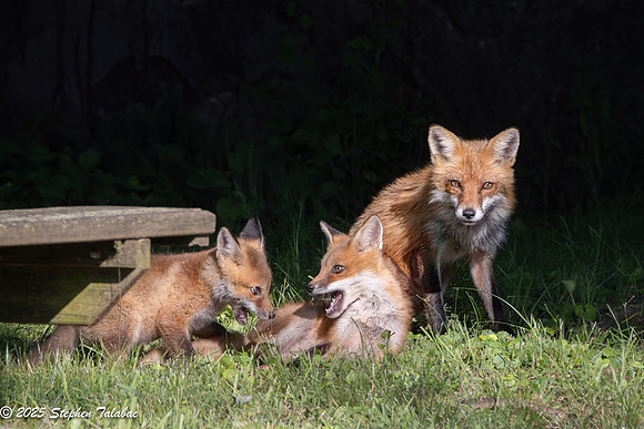 Fox Kit Portraits-22