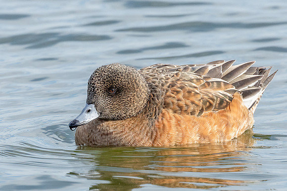 Cambridge & Blackwater NWR II-3 American Wigeon (female)