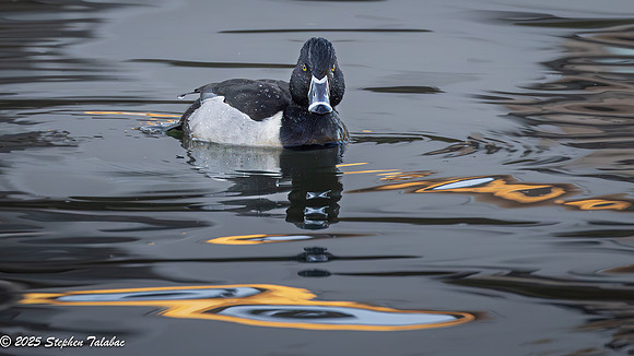 Ring-necked duck Golden Hour-7